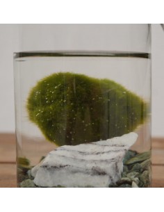 copy of Bonsai Ficus... 2