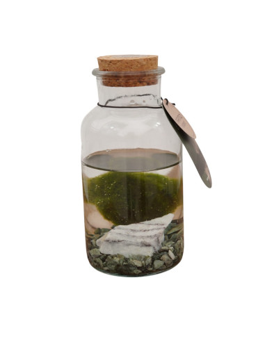 Vendita Barattolo Marimo - Alga palla Giapponese |Vivaio Mondo Piante