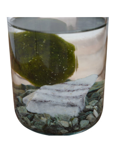 Vendita Barattolo Marimo - Alga palla Giapponese |Vivaio Mondo Piante