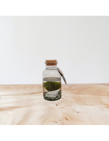 Vendita Barattolo Marimo - Alga palla Giapponese |Vivaio Mondo Piante