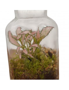 Terrarium Fittonia... 2