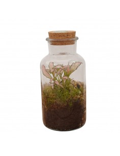 Terrarium Fittonia...