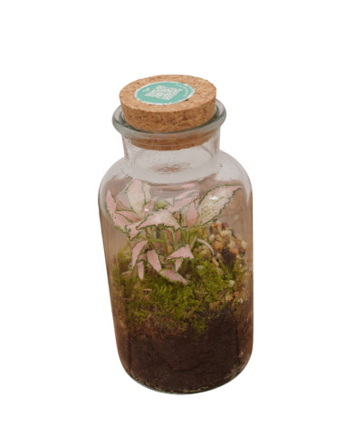 Vendita Online Terrarium Verticale - Terrarium |Vivaio Mondo Piante