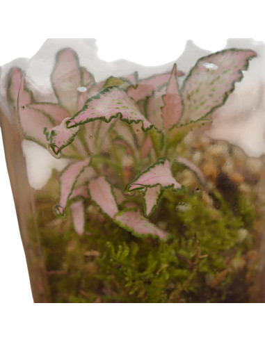 Vendita Online Terrarium Verticale - Terrarium |Vivaio Mondo Piante