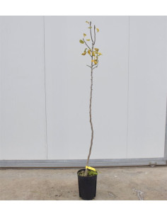 Albero di Pero Decana 3 Anni | Mondo Piante 2