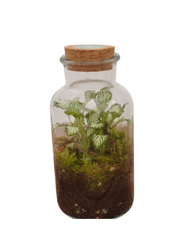 Vendita Online Terrarium Verticale - Terrarium |Vivaio Mondo Piante