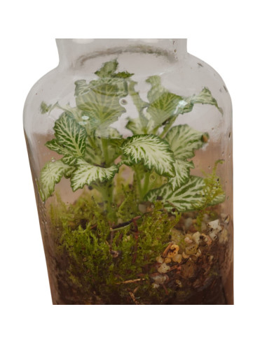 Vendita Online Terrarium Verticale - Terrarium |Vivaio Mondo Piante