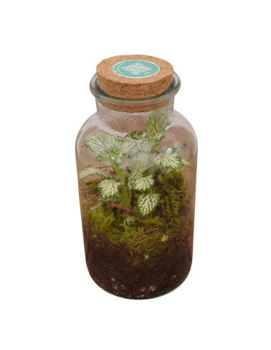 Vendita Online Terrarium Verticale - Terrarium |Vivaio Mondo Piante