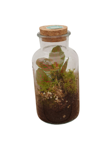 Vendita Online Terrarium Verticale - Terrarium |Vivaio Mondo Piante