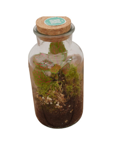 Vendita Online Terrarium Verticale - Terrarium |Vivaio Mondo Piante