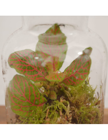 Vendita Online Terrarium Verticale - Terrarium |Vivaio Mondo Piante