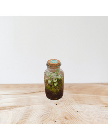 Vendita Online Terrarium Verticale - Terrarium |Vivaio Mondo Piante