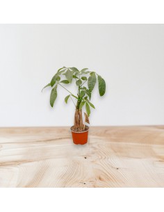 copy of Sanseveria Plant... 2