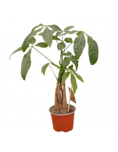 copy of Sanseveria Plant...