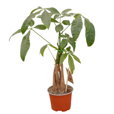 Vendita Pachira aquatica Braided stem 12cm-Piante Verdi|Mondo Piante