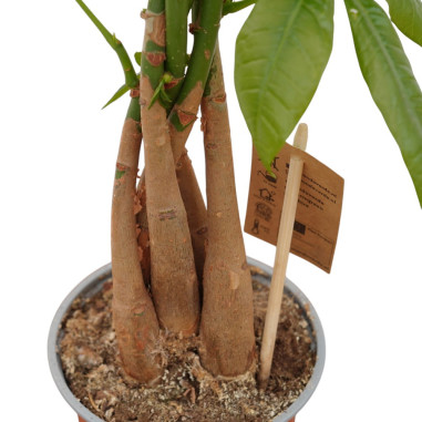 Vendita Pachira aquatica Braided stem 12cm-Piante Verdi|Mondo Piante