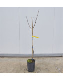 Kit 4 Alberi di Pistacchio: 3 Femmine + 1 Maschio Impollinatore