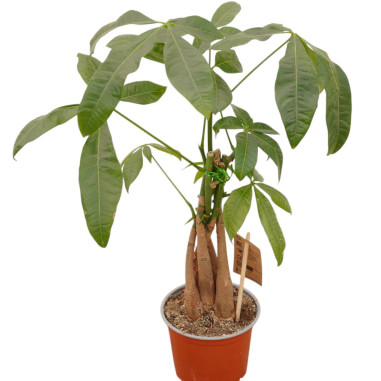 Vendita Pachira aquatica Braided stem 12cm-Piante Verdi|Mondo Piante