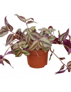 Pianta Tradescantia zebr....