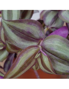Pianta Tradescantia zebr.... 2