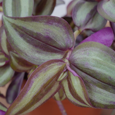 Vendita Pianta Tradescantia 10.5cm-Piante Da Cespuglio|Mondo Piante