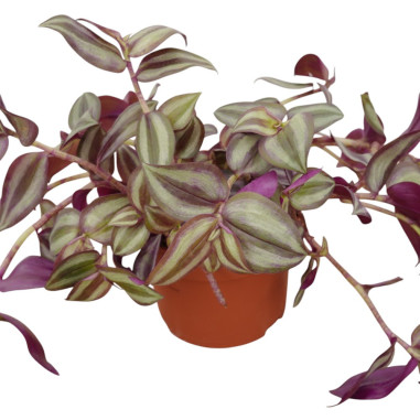 Vendita Pianta Tradescantia 10.5cm-Piante Da Cespuglio|Mondo Piante
