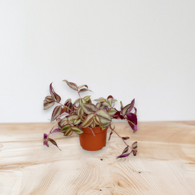 Vendita Pianta Tradescantia 10.5cm-Piante Da Cespuglio|Mondo Piante
