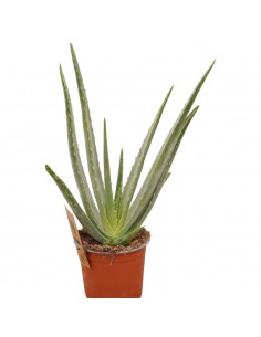 Pianta Aloe Vera Vaso 12cm 2