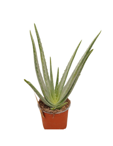Vendita Pianta Grassa Aloe Vera - Piante Grasse OnLine|Mondo Piante