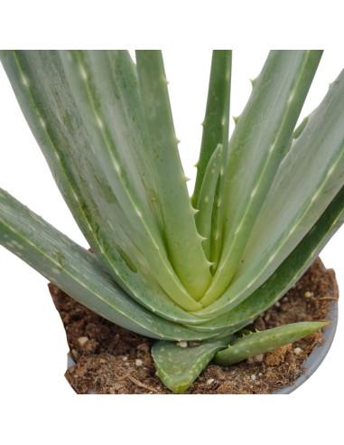 Aloe Vera Plant for Sale-Succulent Plants|Mondo Piante