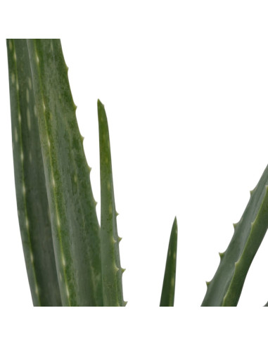Aloe Vera Plant for Sale-Succulent Plants|Mondo Piante