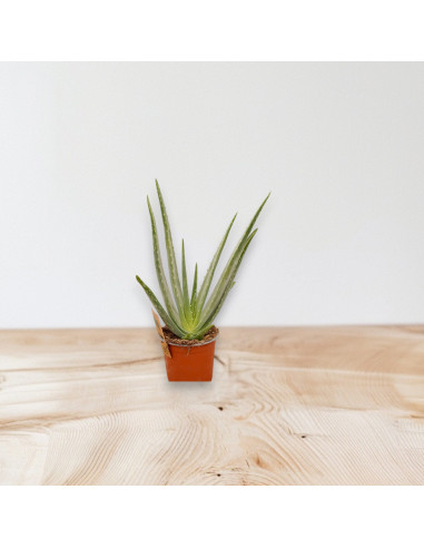 Aloe Vera Plant for Sale-Succulent Plants|Mondo Piante