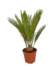 Pianta Cycas Revoluta Vaso...
