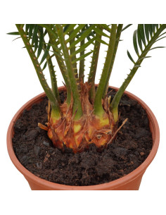 Pianta Cycas Revoluta Vaso 12cm | Piante Ornamentali | Mondo Piante 2