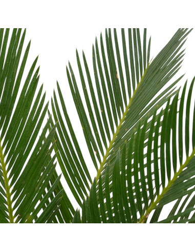 Vendita Pianta Cycas Revolutia- Piante Da Cespuglio| Mondo Piante