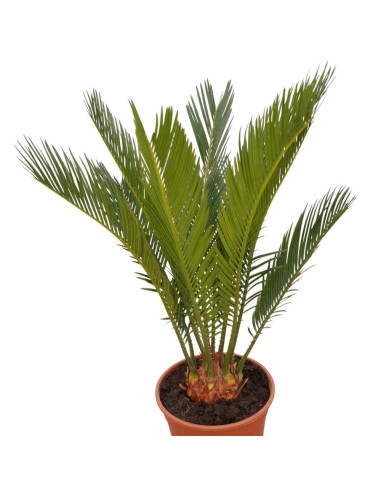 Vendita Pianta Cycas Revolutia- Piante Da Cespuglio| Mondo Piante