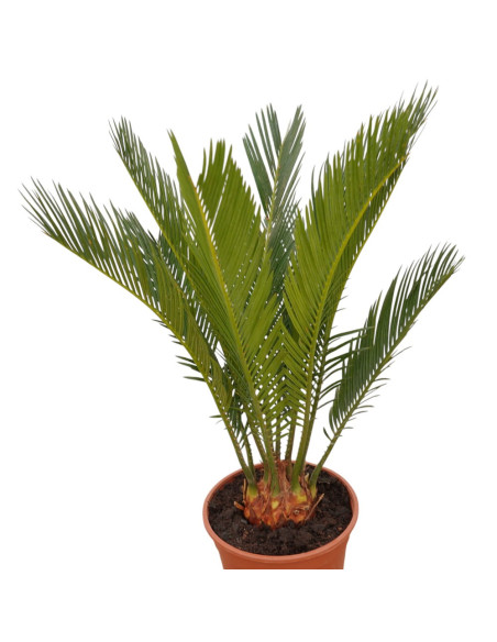Pianta Cycas Revoluta Vaso 12cm | Piante Ornamentali | Mondo Piante