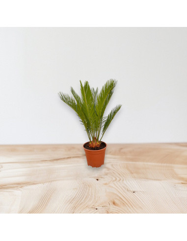 Vendita Pianta Cycas Revolutia- Piante Da Cespuglio| Mondo Piante