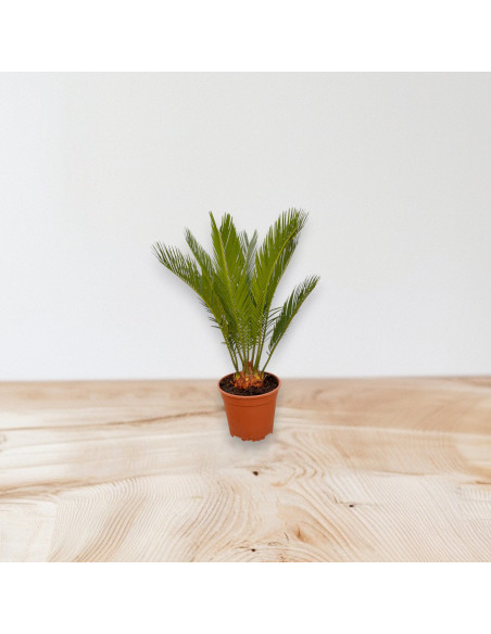 Pianta Cycas Revoluta Vaso 12cm | Piante Ornamentali | Mondo Piante