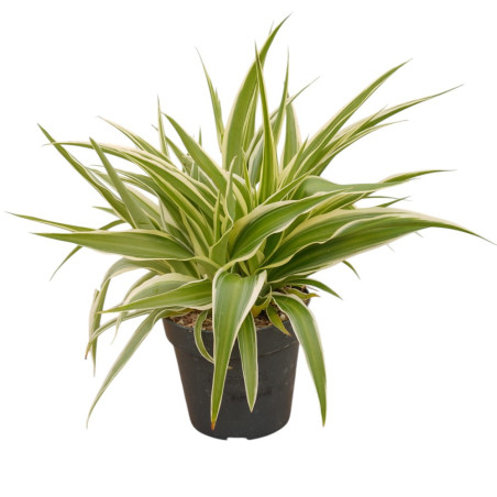 Vendita Pianta Chlorophytum Ocean Vaso 10.5cm-Piante Verdi|Mondo Piante