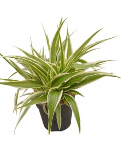 Pianta Chlorophytum Ocean... 2