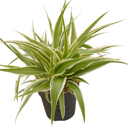 Vendita Pianta Chlorophytum Ocean Vaso 10.5cm-Piante Verdi|Mondo Piante