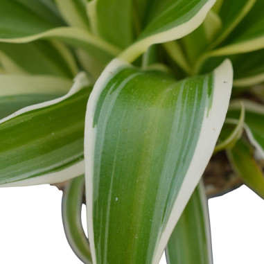 copy of Pianta Aeschynanthus marmoratus