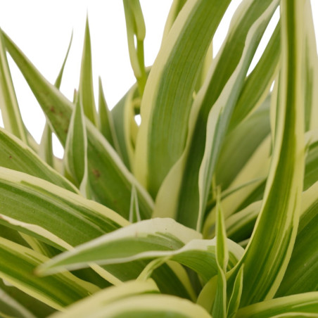 Vendita Pianta Chlorophytum Ocean Vaso 10.5cm-Piante Verdi|Mondo Piante