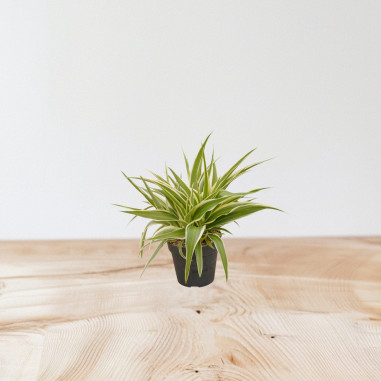 Vendita Pianta Chlorophytum Ocean Vaso 10.5cm-Piante Verdi|Mondo Piante