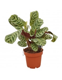 Pianta Calathea...