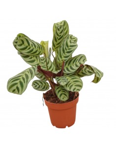 Pianta Calathea... 2