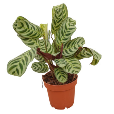 Vendita Pianta di Calathea Makoyana 17cm-Piante Verdi|Mondo Piante