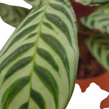 Vendita Pianta di Calathea Makoyana 17cm-Piante Verdi|Mondo Piante