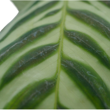 Vendita Pianta di Calathea Makoyana 17cm-Piante Verdi|Mondo Piante
